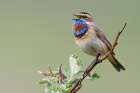 Bluethroat male singing on his summer territory in the arctic tundra of Seward Peninsula. Alaska Art Print